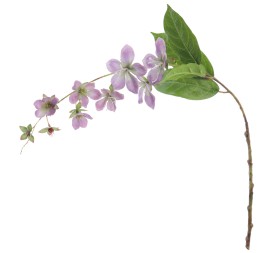 ROTHECA 78 CMS  2027-16