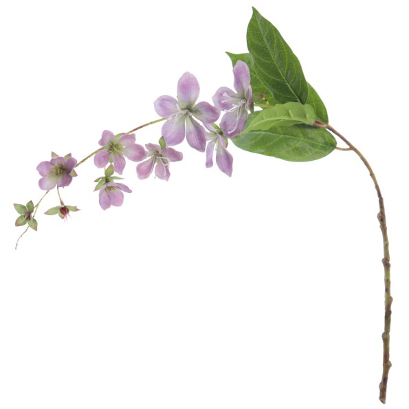 ROTHECA 78 CMS  2027-16