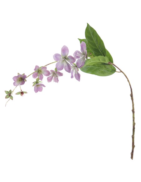 ROTHECA 78 CMS  2027-16