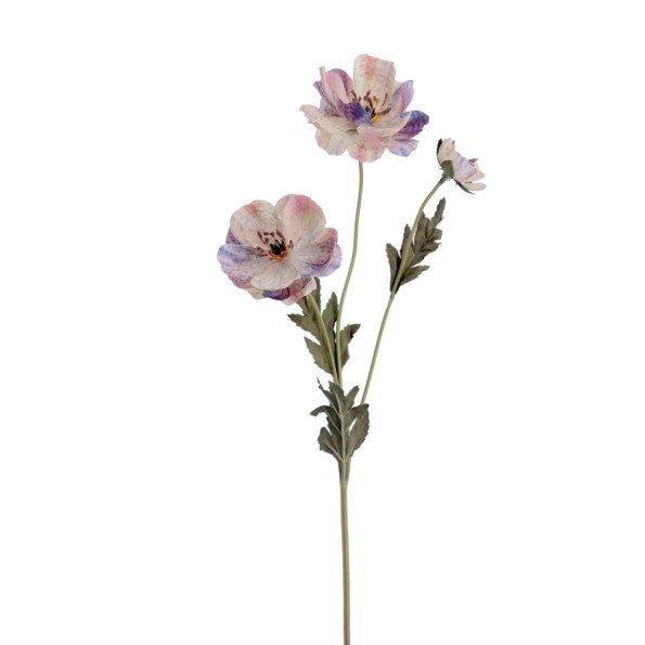 POPY 57 CMS  2156-51