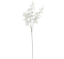 ONCIDIUM (T.N.) 88 CMS   4323-01