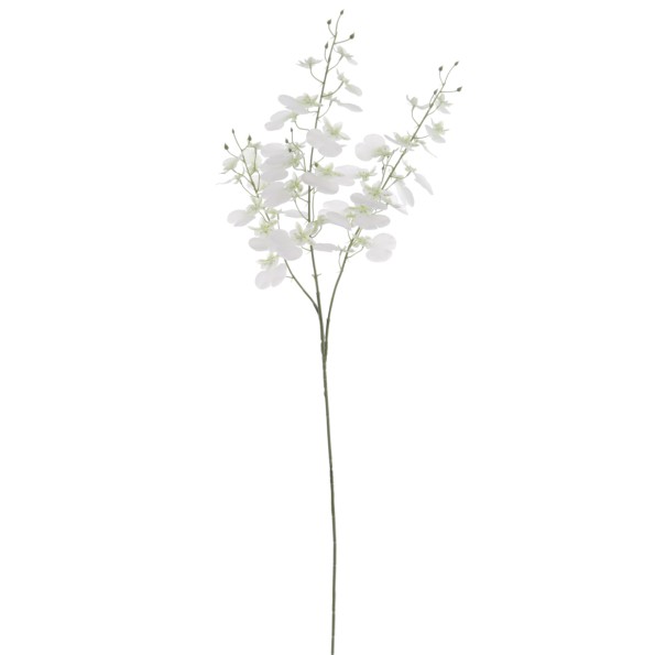 ONCIDIUM (T.N.) 88 CMS   4323-01