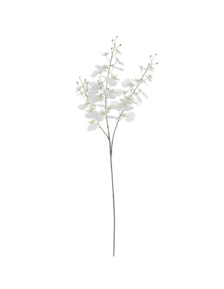 ONCIDIUM (T.N.) 88 CMS   4323-01