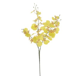ONCIDIUM (T.N.) 88 CMS   4323-02