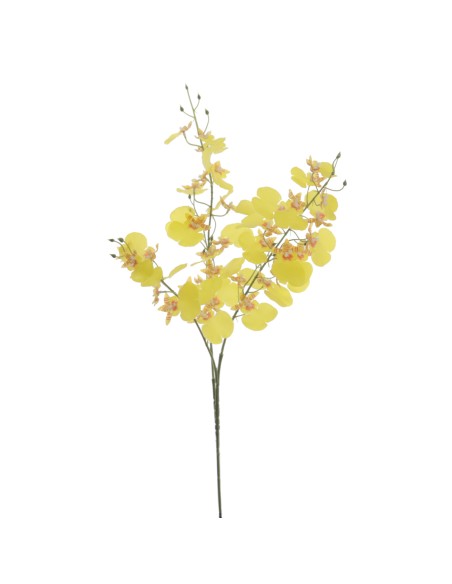 ONCIDIUM (T.N.) 88 CMS   4323-02