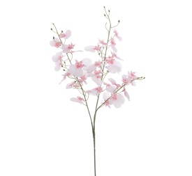ONCIDIUM (T.N.) 88 CMS     4323-12