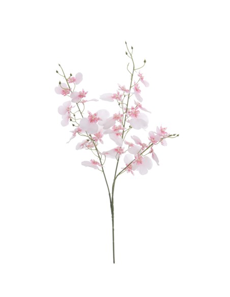 ONCIDIUM (T.N.) 88 CMS     4323-12