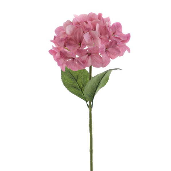 HORTENSIA    6933-06