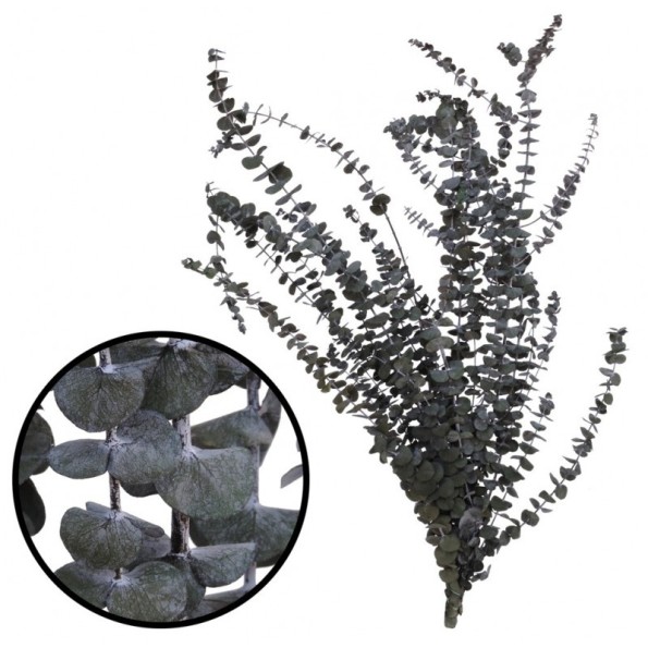 BABY BLUE GREEN 40/80