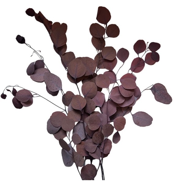 POPULUS AUTMMAL MOCHA COCOA 40/80