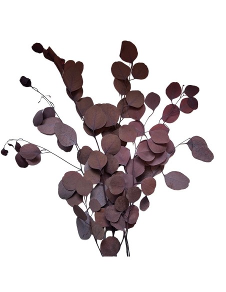 POPULUS AUTMMAL MOCHA COCOA 40/80