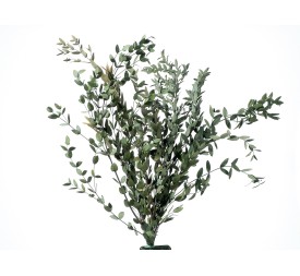 PARVIFOLIA GREEN 40/80