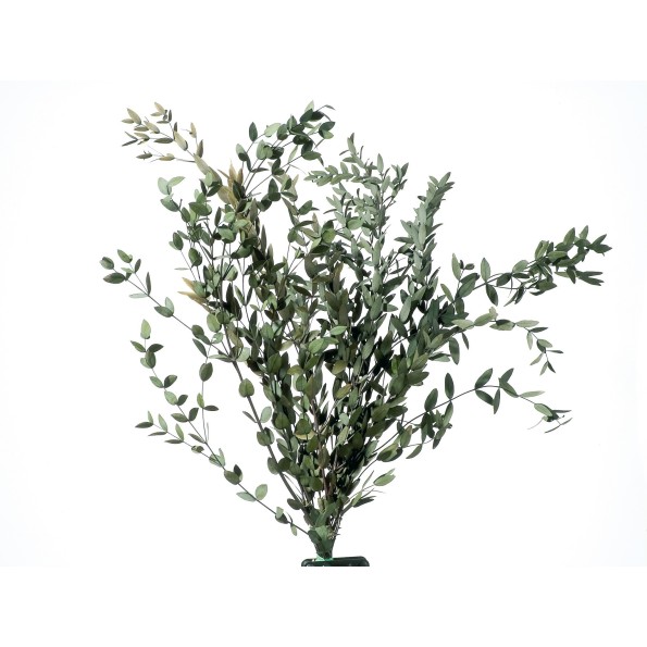 PARVIFOLIA GREEN 40/80