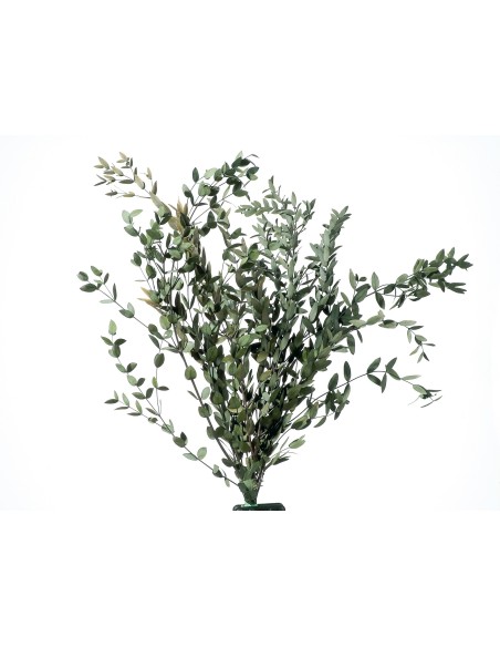 PARVIFOLIA GREEN 40/80