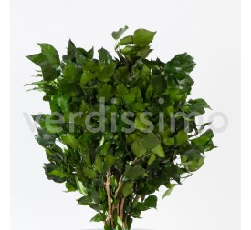 IVY HEDERA ARBOREA GREEN 30/60