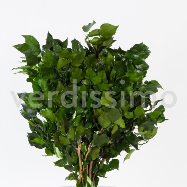 IVY HEDERA ARBOREA GREEN 30/60