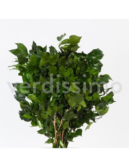 IVY HEDERA ARBOREA GREEN 30/60