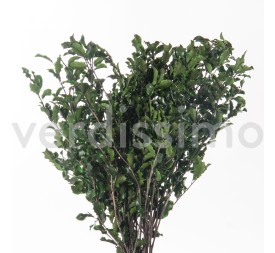 PITTOSPORUM GREEN 30/40