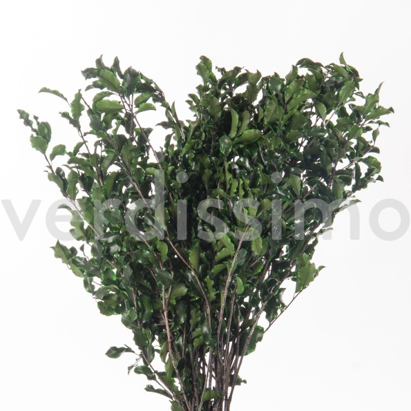 PITTOSPORUM GREEN 30/40