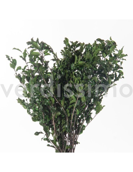 PITTOSPORUM GREEN 30/40