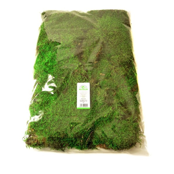 MUSGO PLANO VERDE EN BOLSA