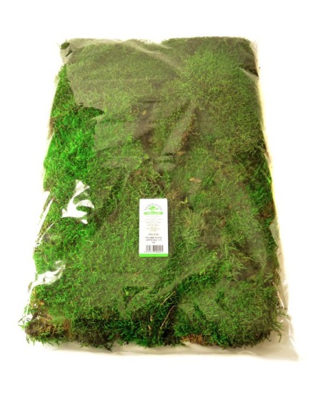 MUSGO PLANO VERDE EN BOLSA