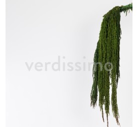 AMARANTHUS GREEN 40/70