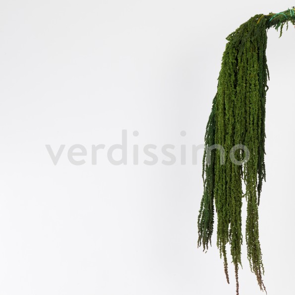 AMARANTHUS GREEN 40/70