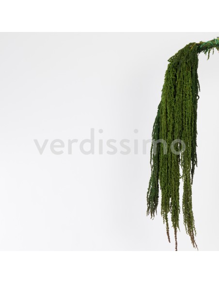 AMARANTHUS GREEN 40/70
