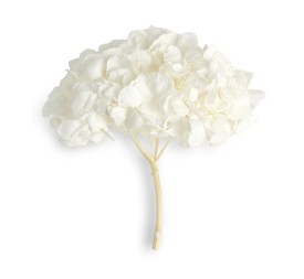 PREMIUM HYDRANGEA WHITE