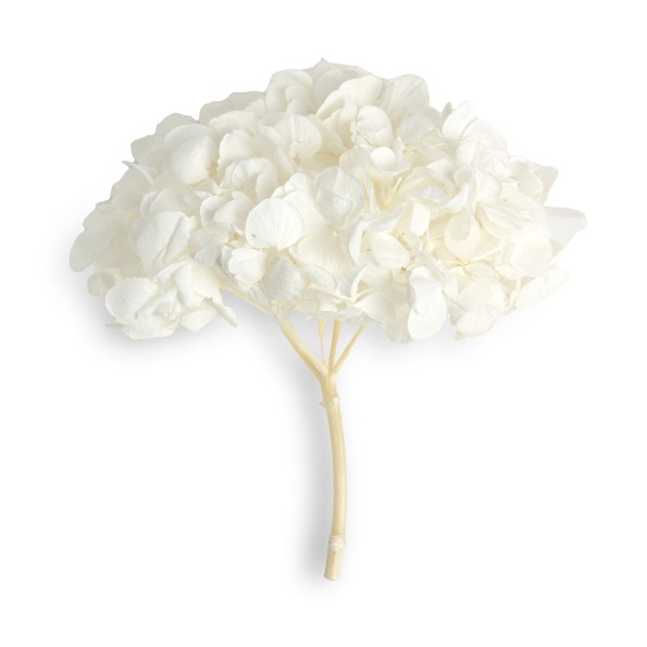 PREMIUM HYDRANGEA WHITE