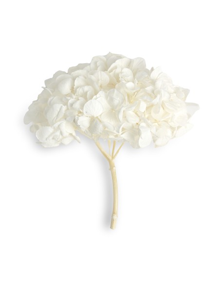 PREMIUM HYDRANGEA WHITE