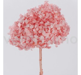 PREMIUM HYDRANGEA PASTEL PINK
