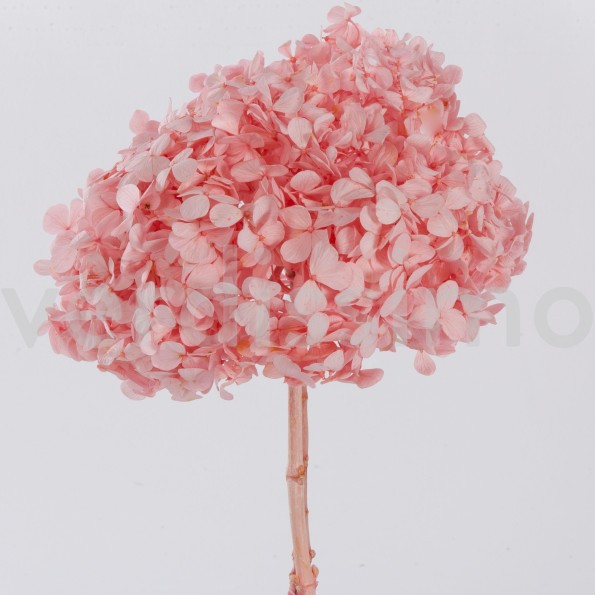 PREMIUM HYDRANGEA PASTEL PINK