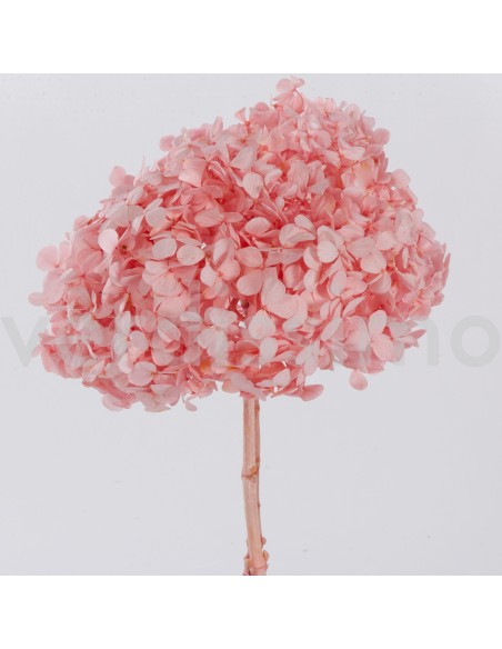 PREMIUM HYDRANGEA PASTEL PINK