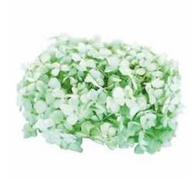 PREMIUM HYDRANGEA MINT GREEN