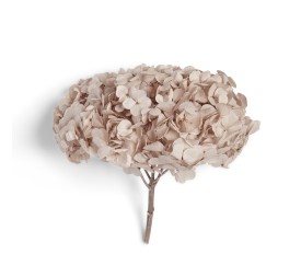 PREMIUM HYDRANGEA HAZELNUT