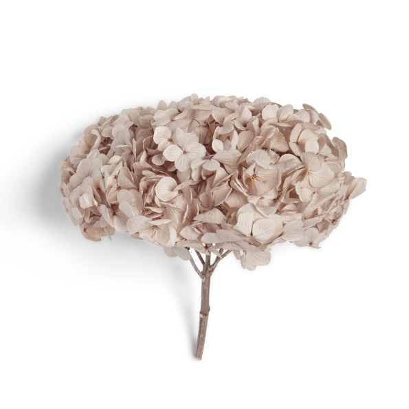 PREMIUM HYDRANGEA HAZELNUT