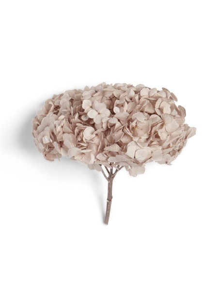 PREMIUM HYDRANGEA HAZELNUT