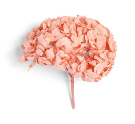 PREMIUM HYDRANGEA CORAL ORANGE
