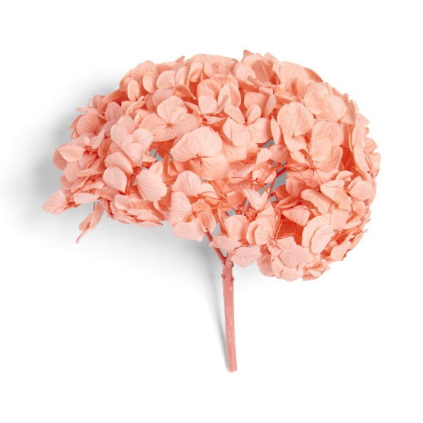 PREMIUM HYDRANGEA CORAL ORANGE