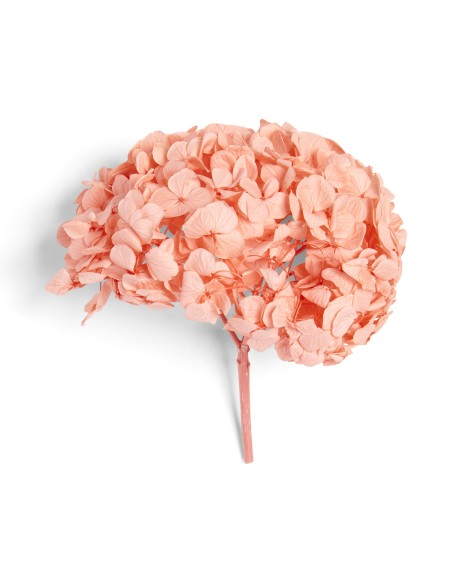 PREMIUM HYDRANGEA CORAL ORANGE