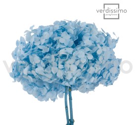 PREMIUM HYDRANGEA LIGHT BLUE