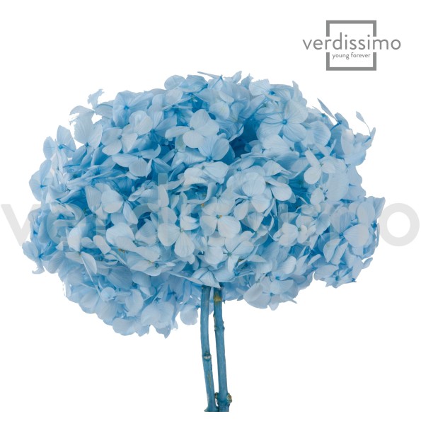 PREMIUM HYDRANGEA LIGHT BLUE