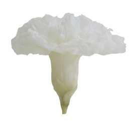 CARNATION WHITE 6 UD