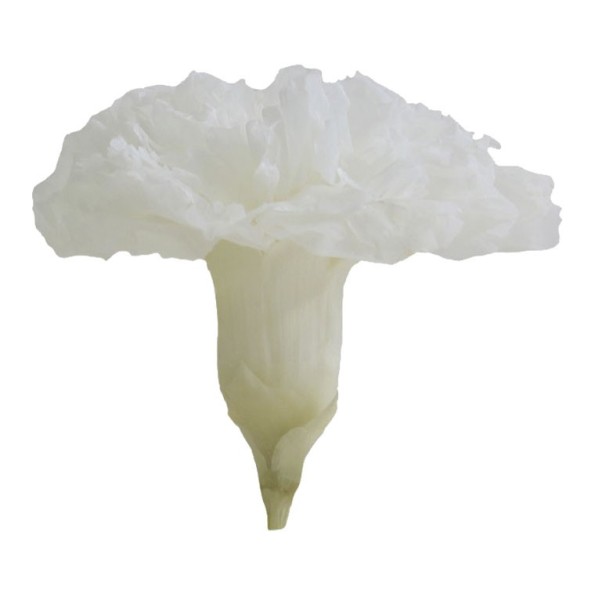 CARNATION WHITE 6 UD