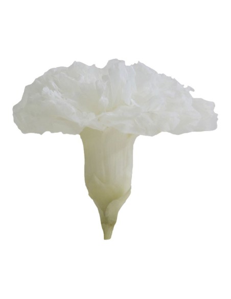 CARNATION WHITE 6 UD
