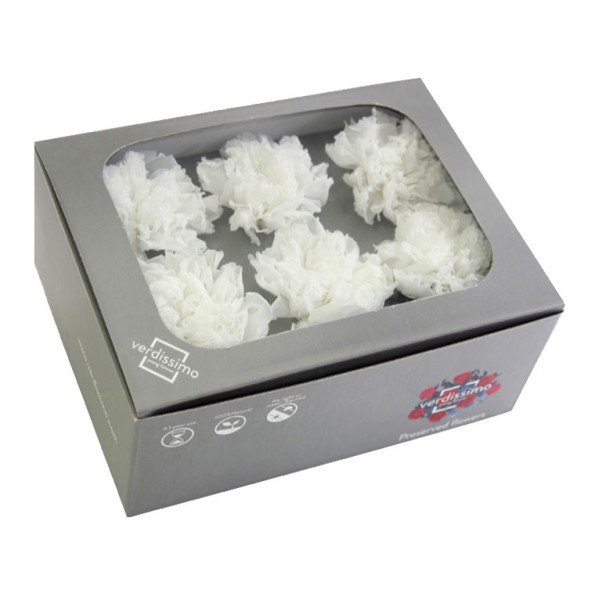 CARNATION WHITE 6 UD