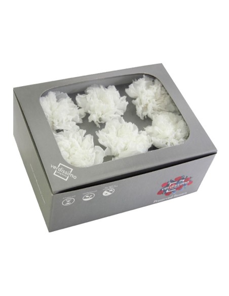CARNATION WHITE 6 UD