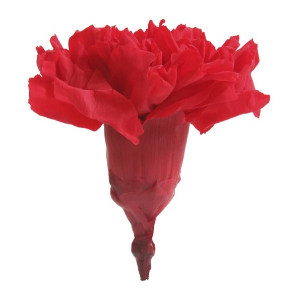 CARNATION RED 6 UD